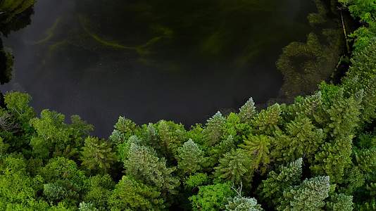 原始密林中的圆形湖泊视频的预览图