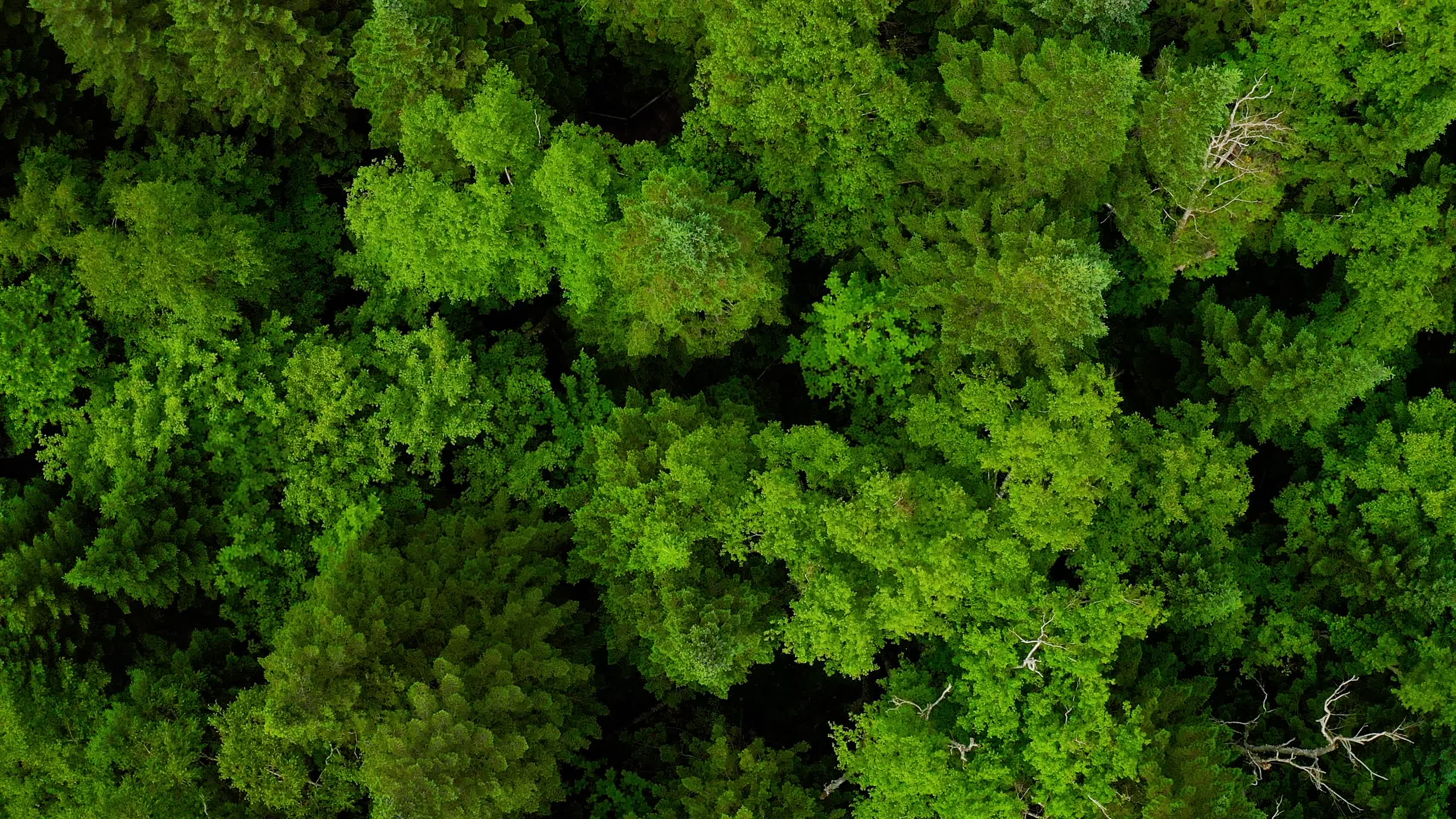 吉林长白山王池花园风光视频的预览图