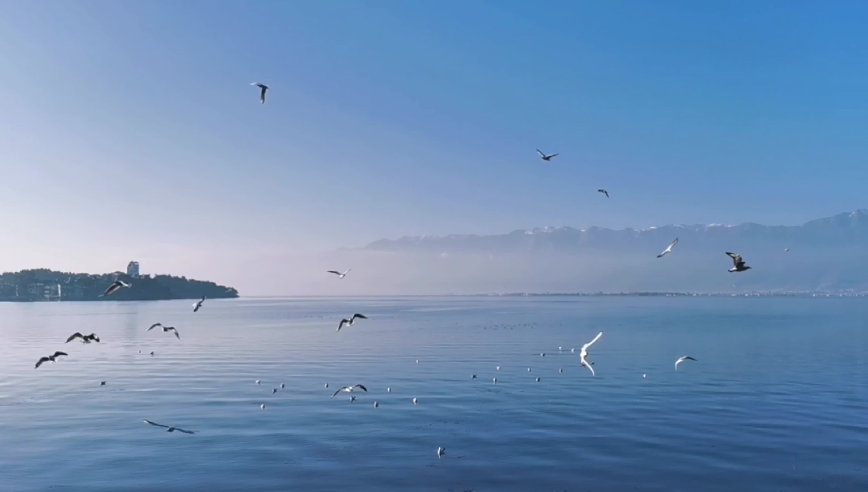 蓝色的洱海白色的海鸥视频的预览图