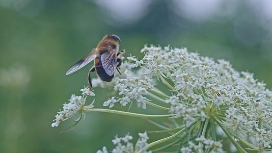 实拍蜜蜂花朵采蜜视频的预览图