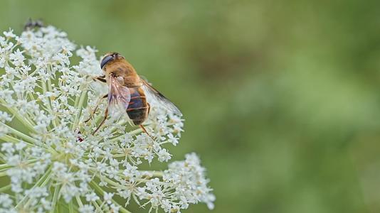 实拍蜜蜂花朵采蜜视频的预览图