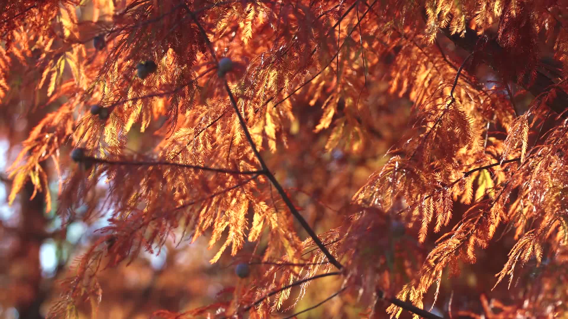 秋天被风吹动的杉树树叶特写视频的预览图