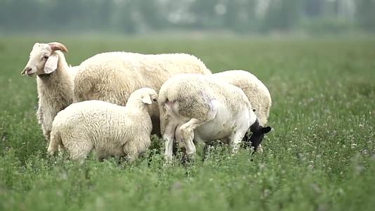 羊肉羊养殖场养殖基地奔跑的羊特写羊肉视频的预览图