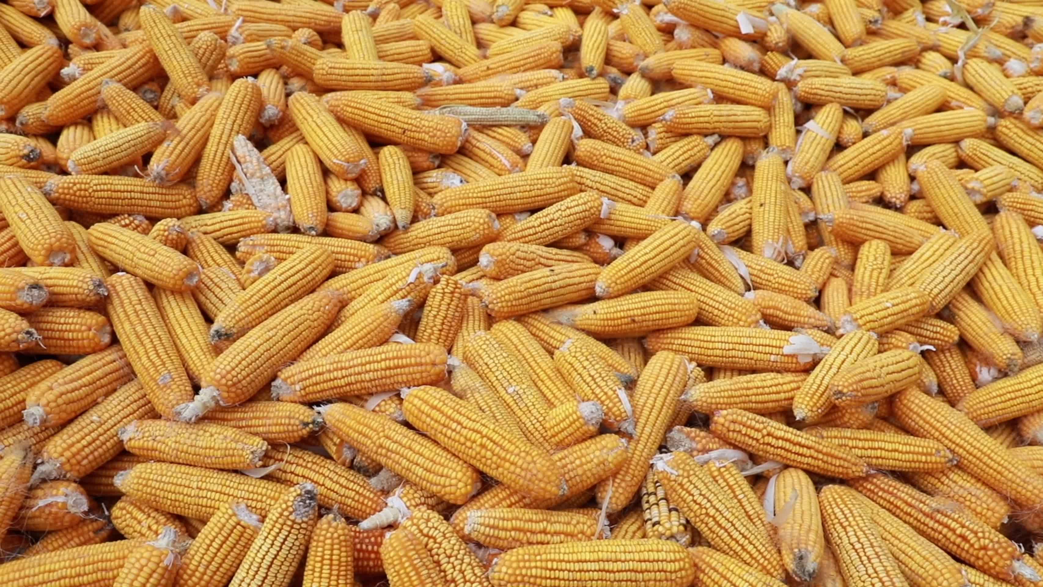玉米丰收视频视频的预览图