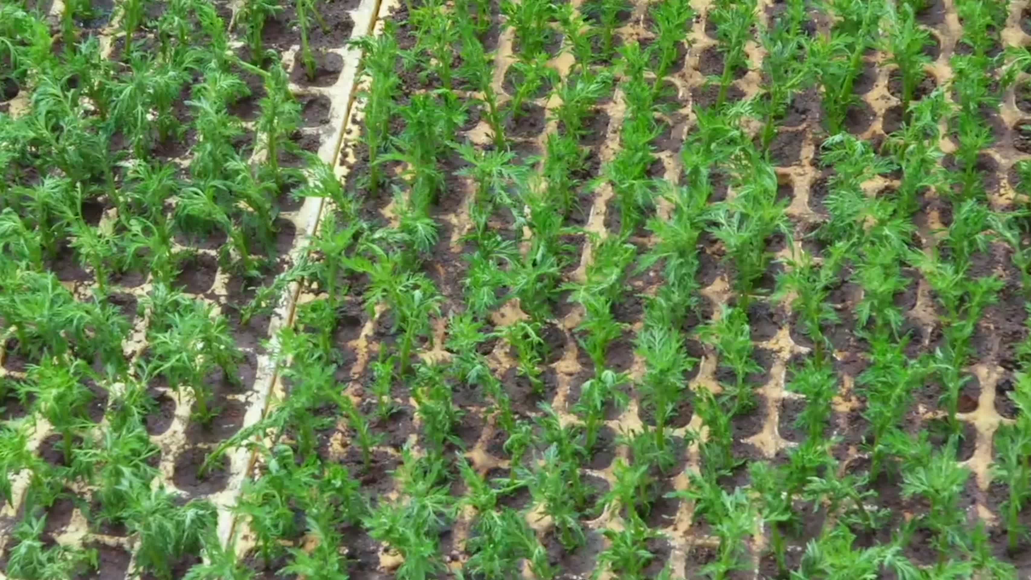 实拍中草药蒿草种植农业视频视频的预览图
