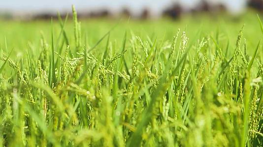 绿色农业稻田特写大米视频视频的预览图