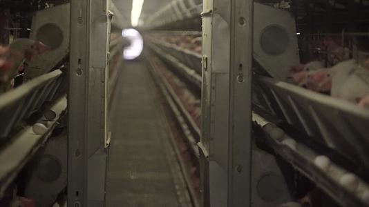 养鸡场养殖业鸡蛋生产实拍视频视频的预览图
