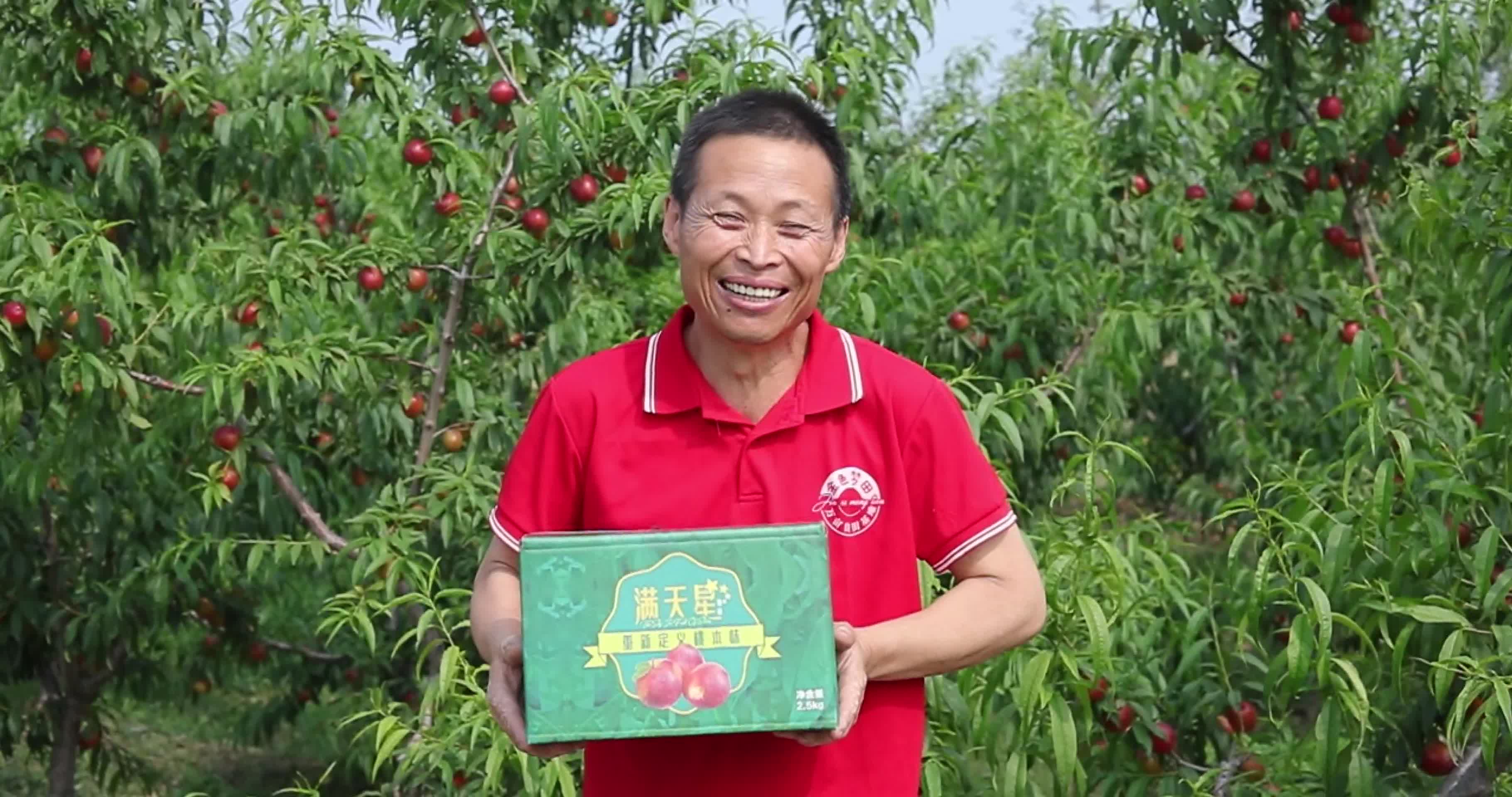 油桃满天星油桃4K农场果园种植园视频视频的预览图