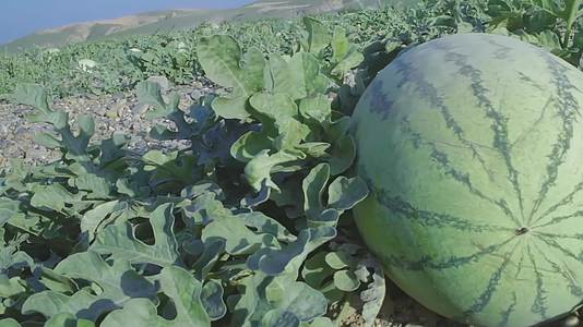 现代化农业种植西瓜丰收视频视频的预览图