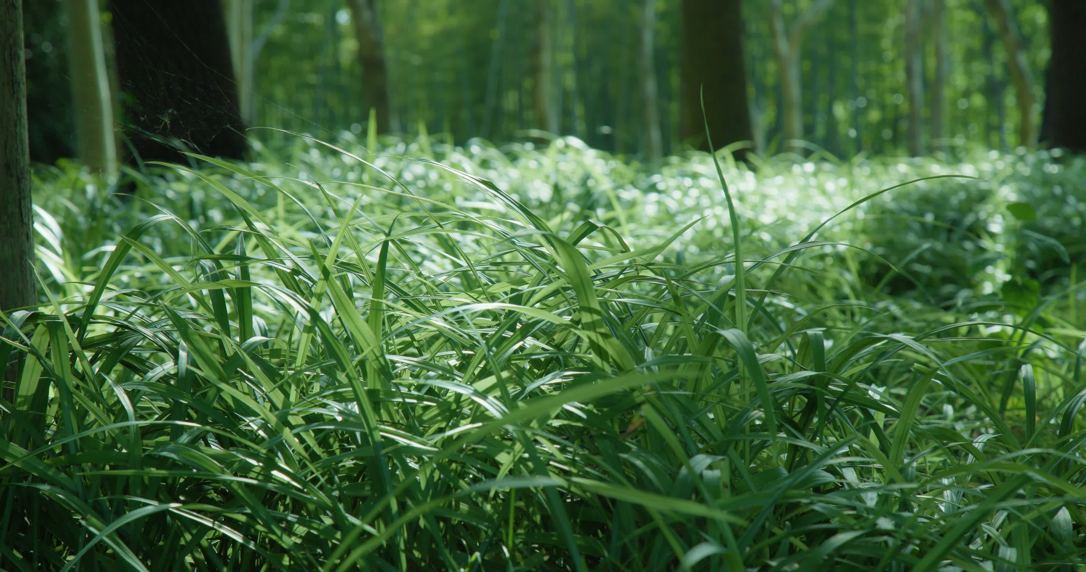竹林栅栏竹子竹叶意境镜头8K实拍视频的预览图