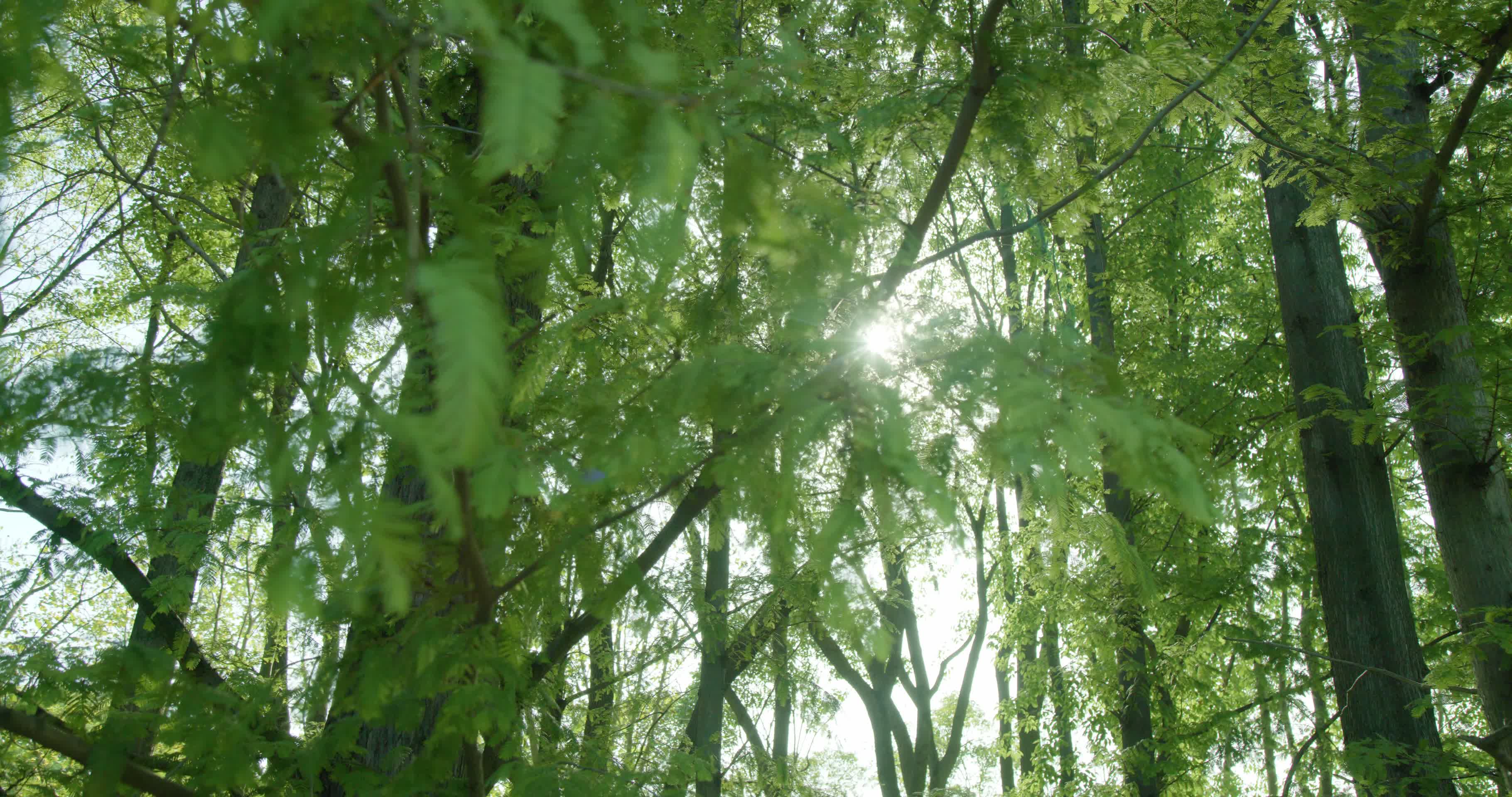 实拍夏天逆光阳光树叶唯美空镜头意境视频的预览图
