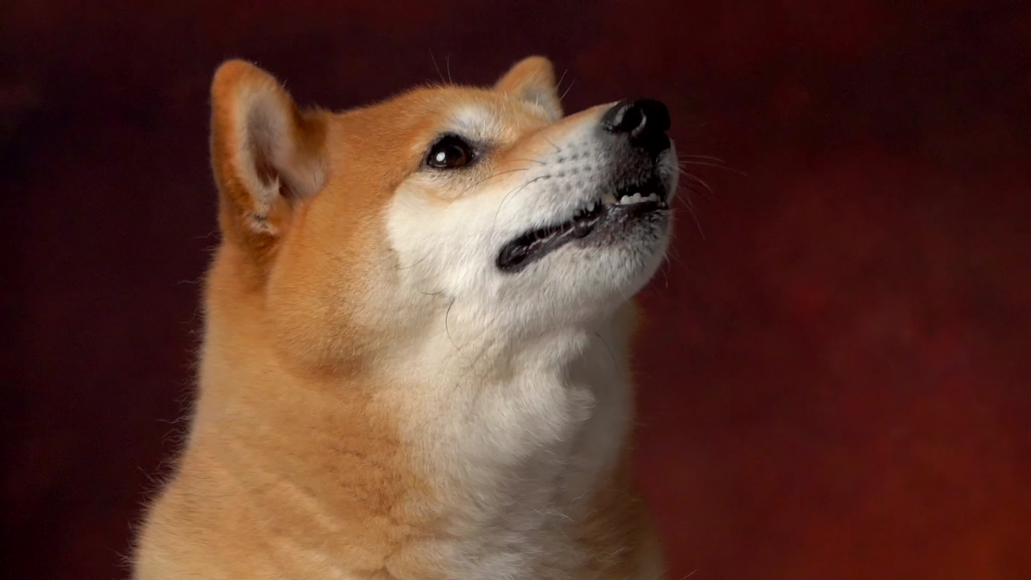 日本宠物狗柴犬特写镜头视频的预览图