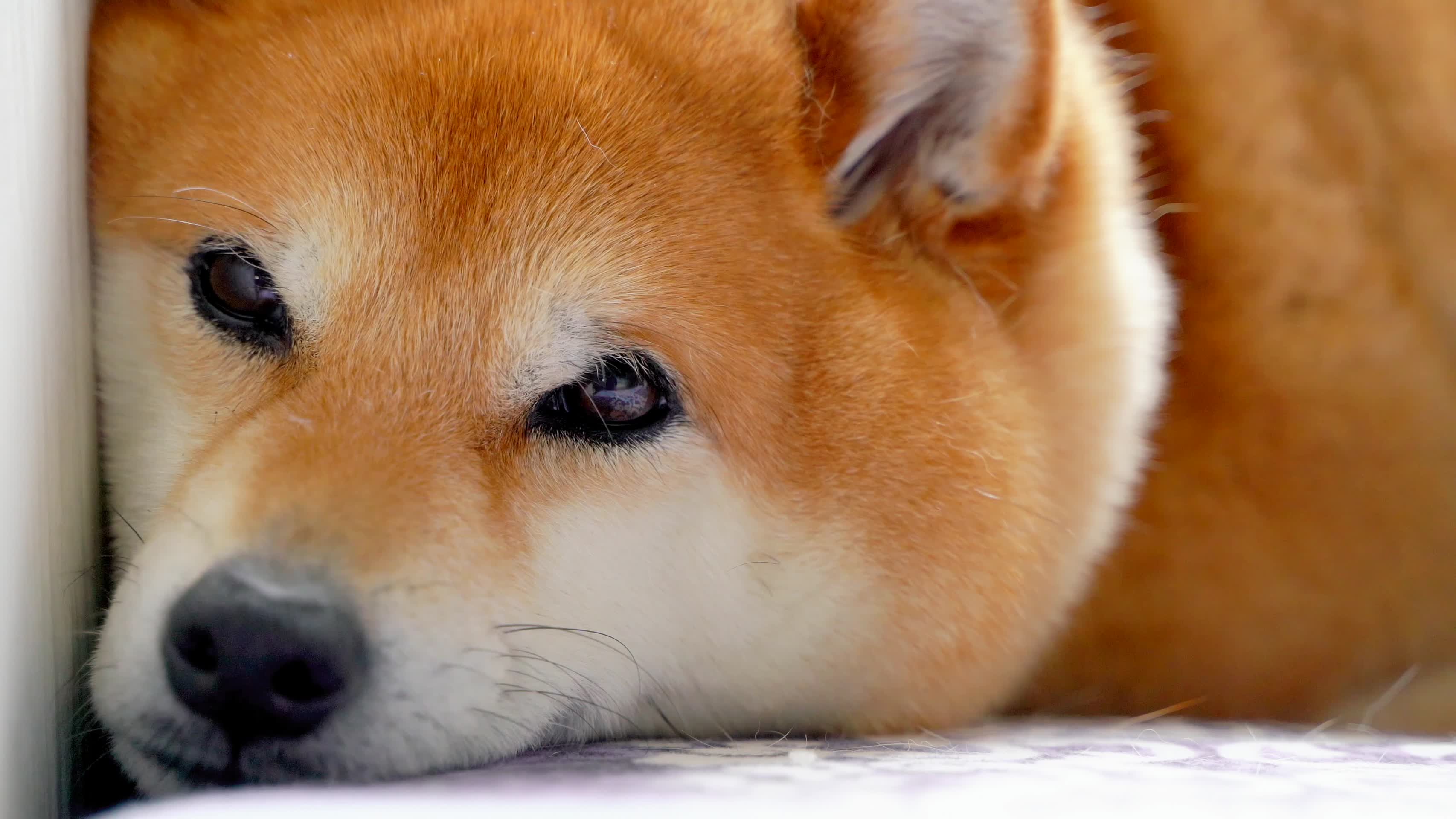 日本柴犬小狗可爱特写视频的预览图