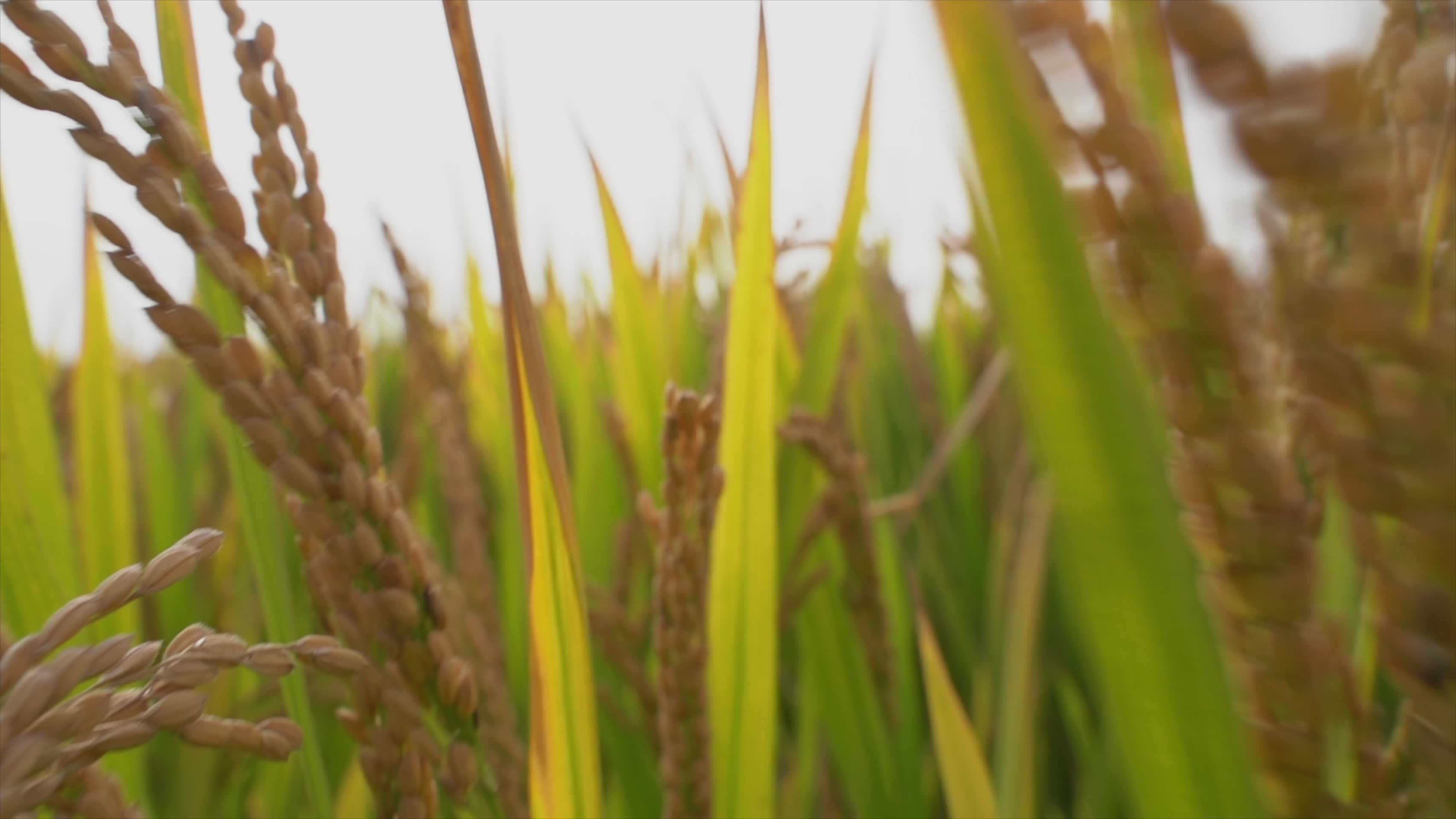 小麦水稻种植慢动作4K视频的预览图