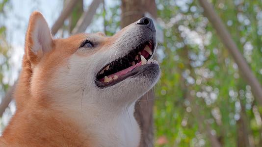 日本柴犬宠物狗在公园里4K视频的预览图