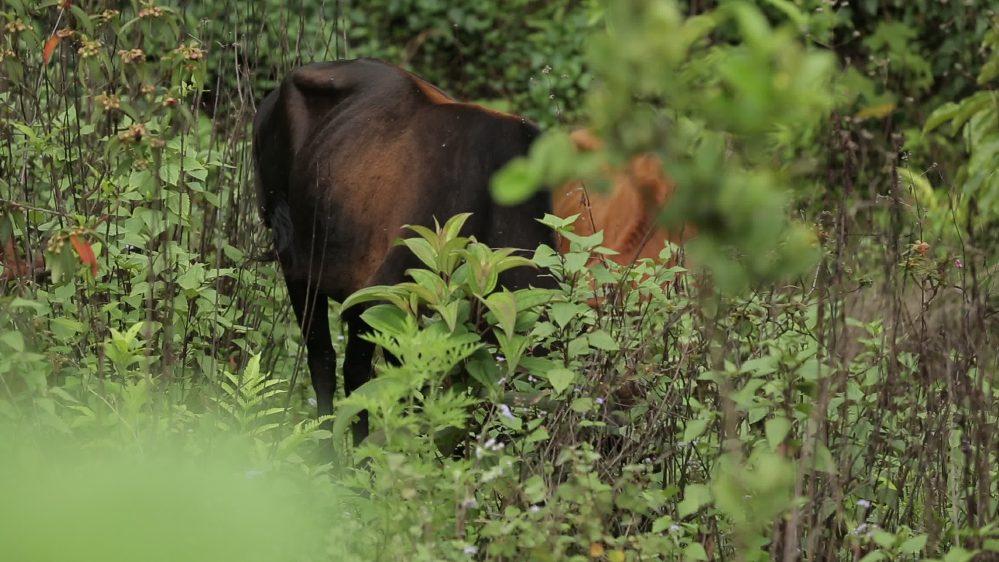 牛在山间吃草放牧视频的预览图