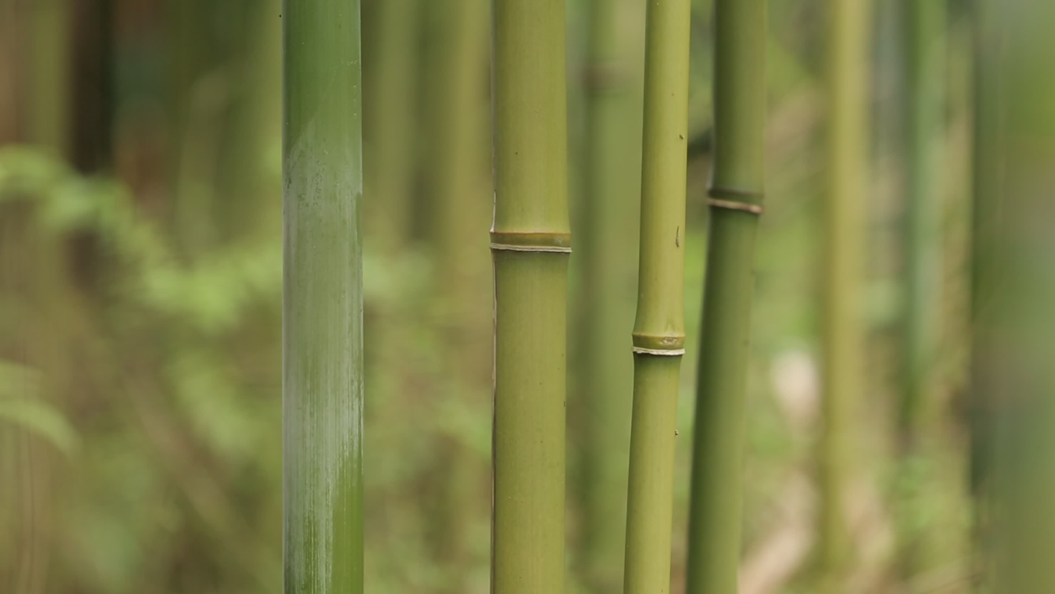 青翠竹林清新自然竹叶视频的预览图