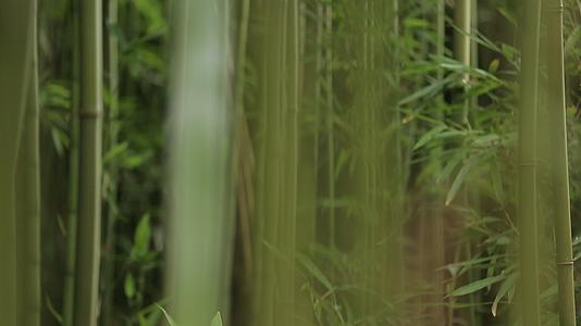 青翠竹林清新自然竹叶视频的预览图