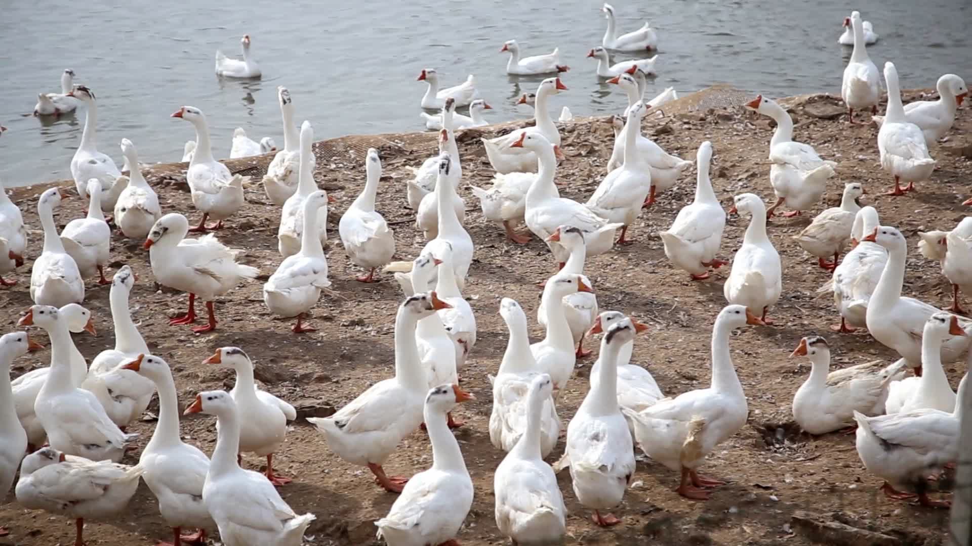养殖场的鹅的4K超清视频视频的预览图