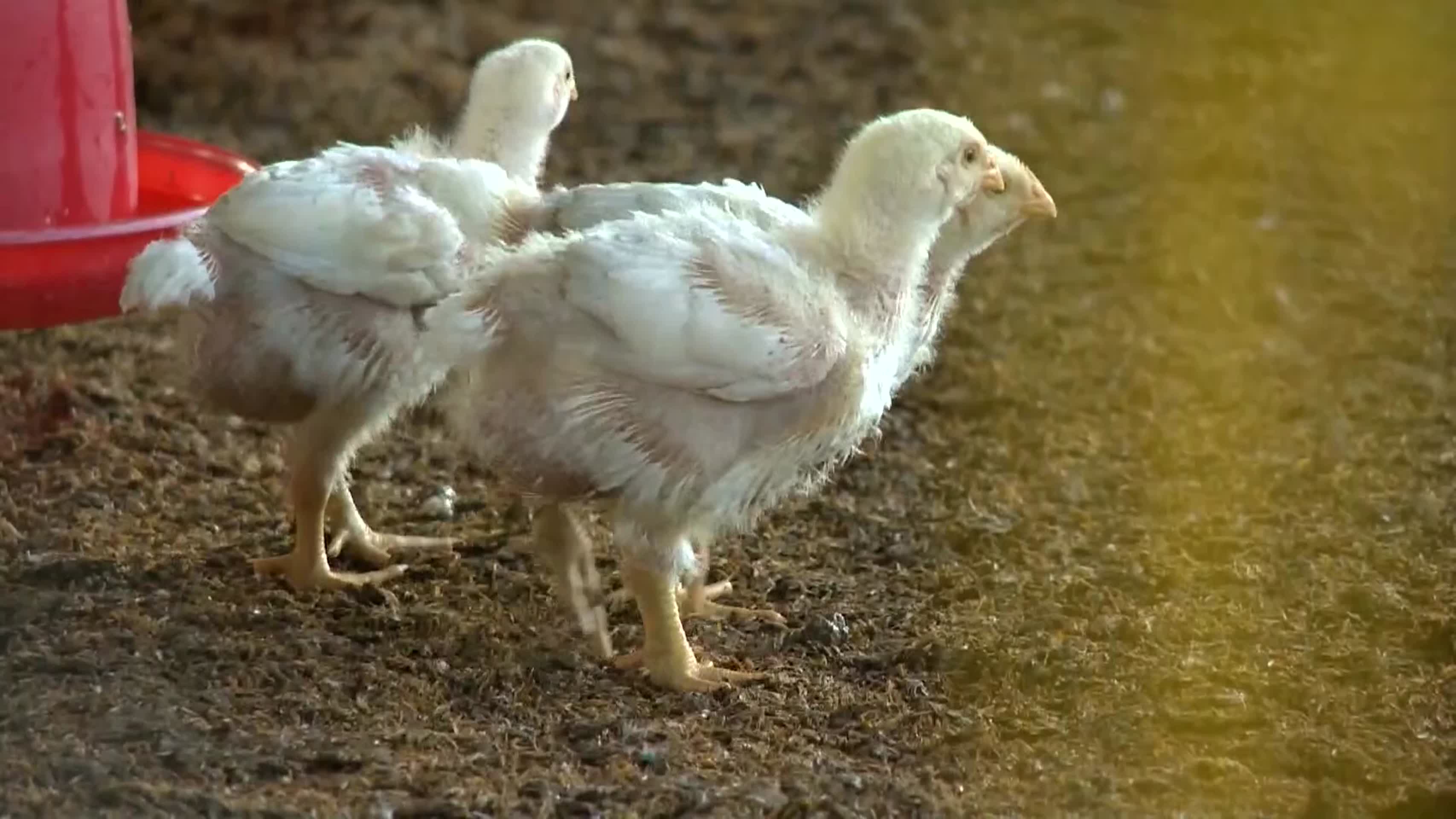 鸡肉养殖加工实拍视频的预览图
