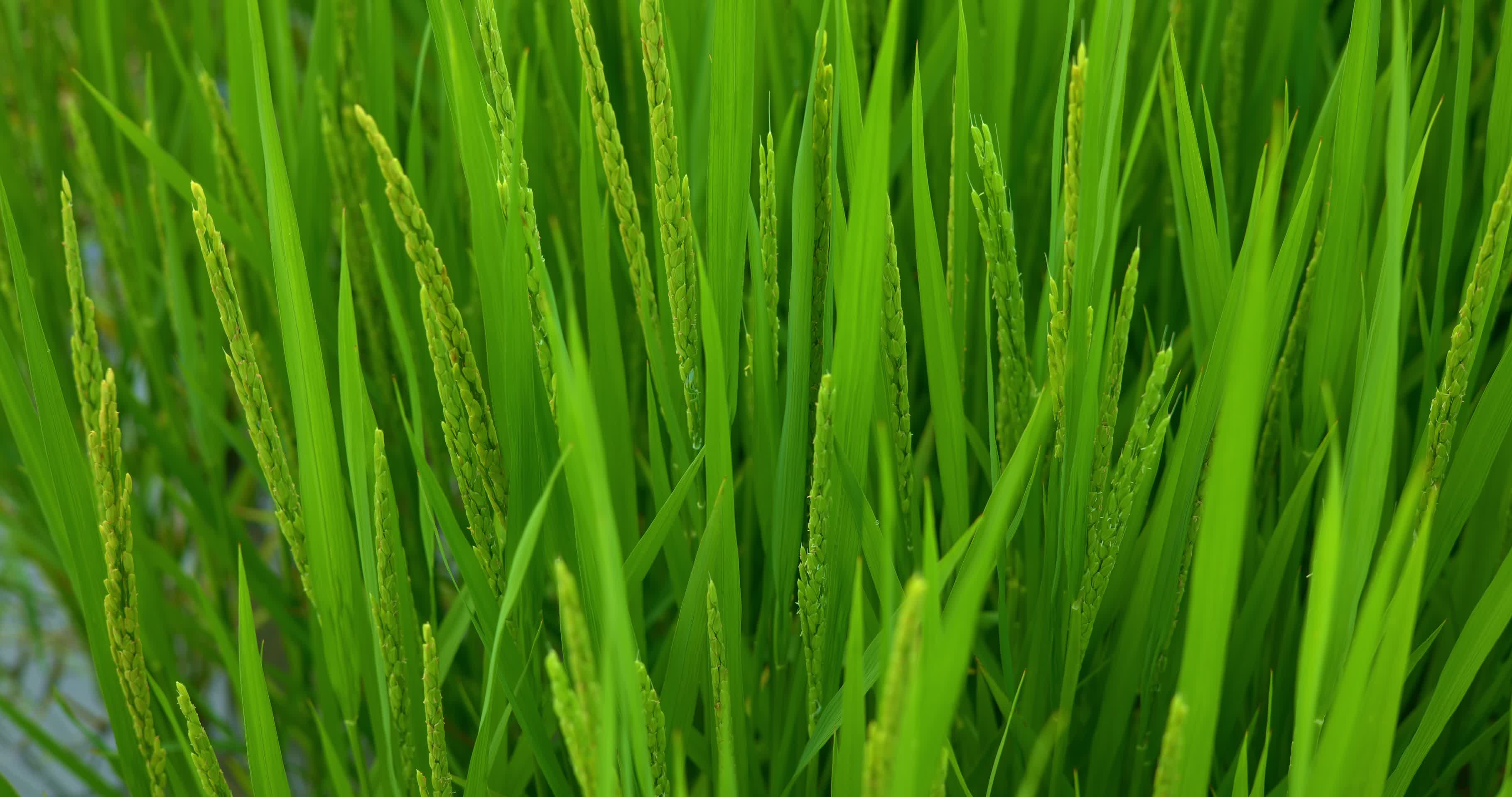 8K实拍秧田水稻生长种植视频的预览图