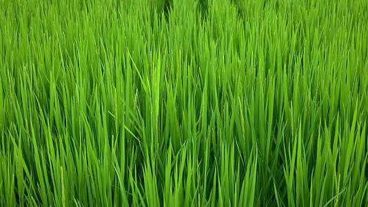 8K实拍秧田水稻生长种植视频的预览图