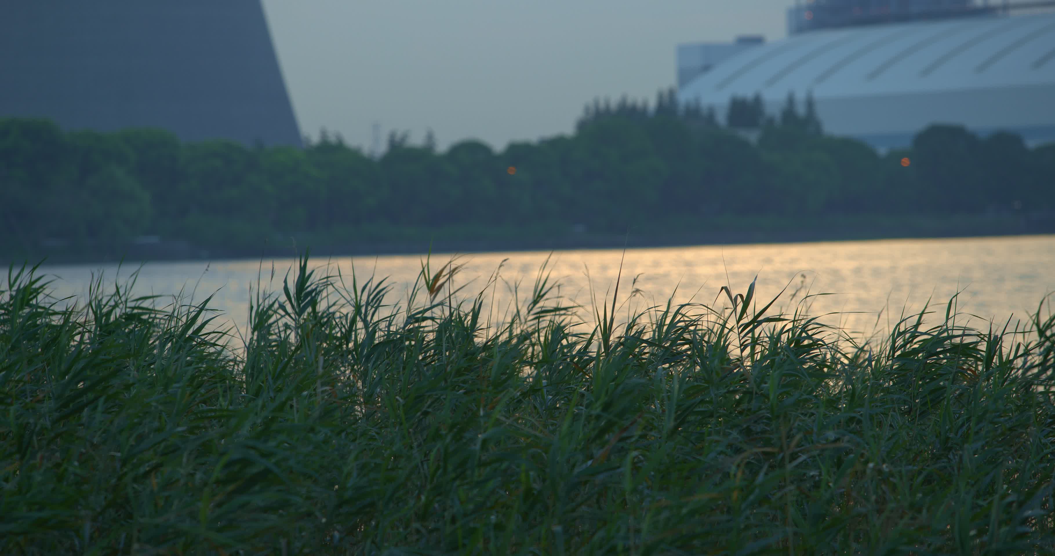 夕阳下的黄浦江边芦苇草飘荡8K实拍视频的预览图