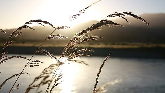 1080p麦穗小麦风景视频的预览图