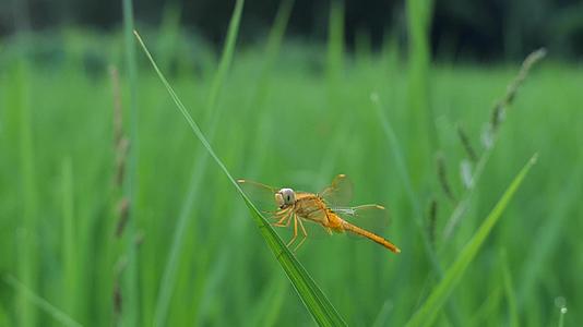 稻叶上的蜻蜓视频的预览图