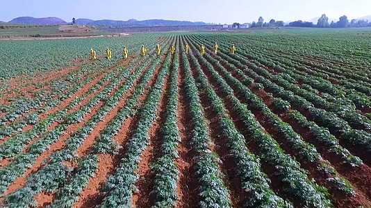 土豆种植人工喷药机械化喷洒农药合集视频的预览图