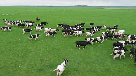 4k航拍大草原奶牛群视频的预览图