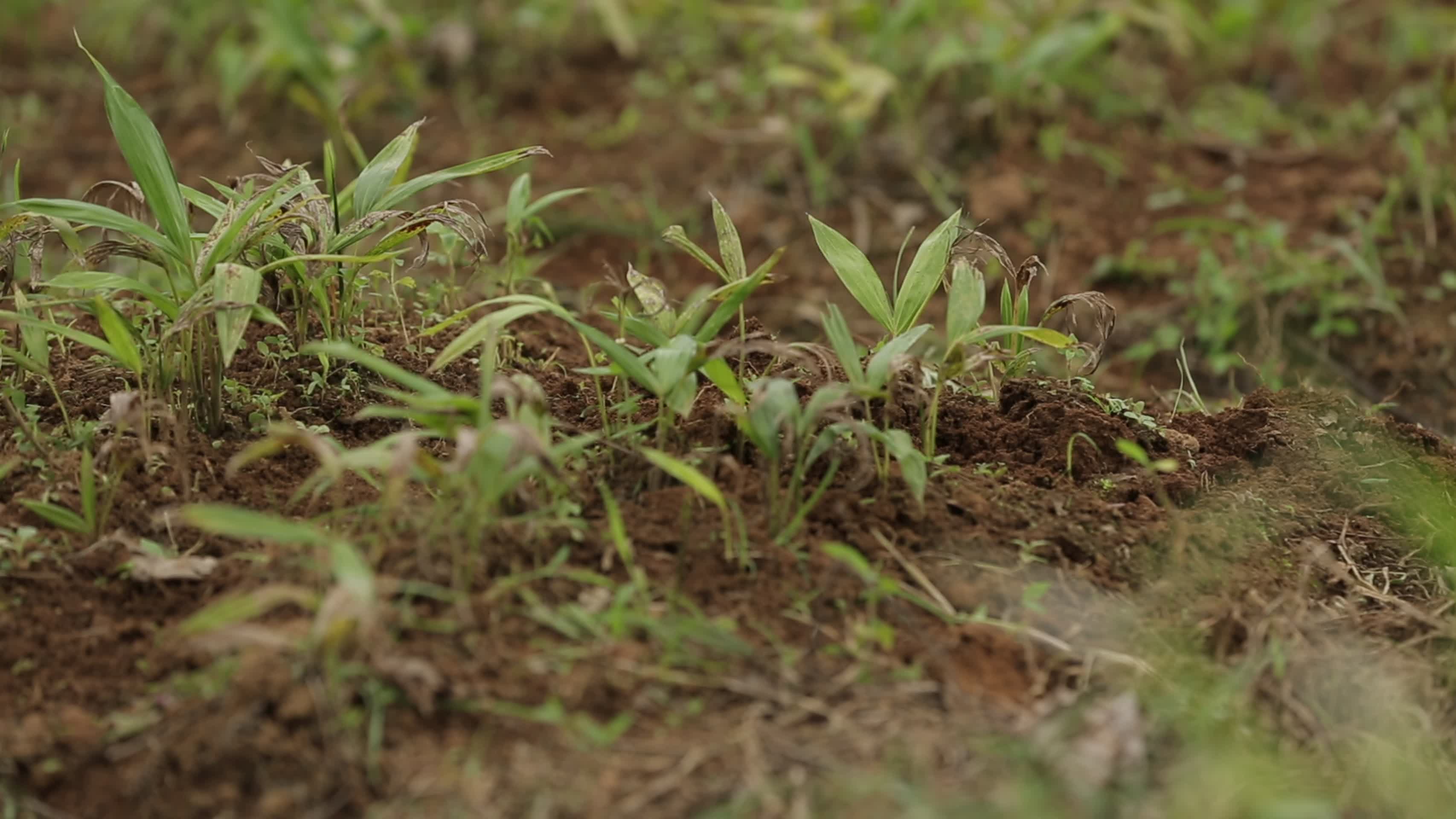 农田秧苗春季耕种视频的预览图