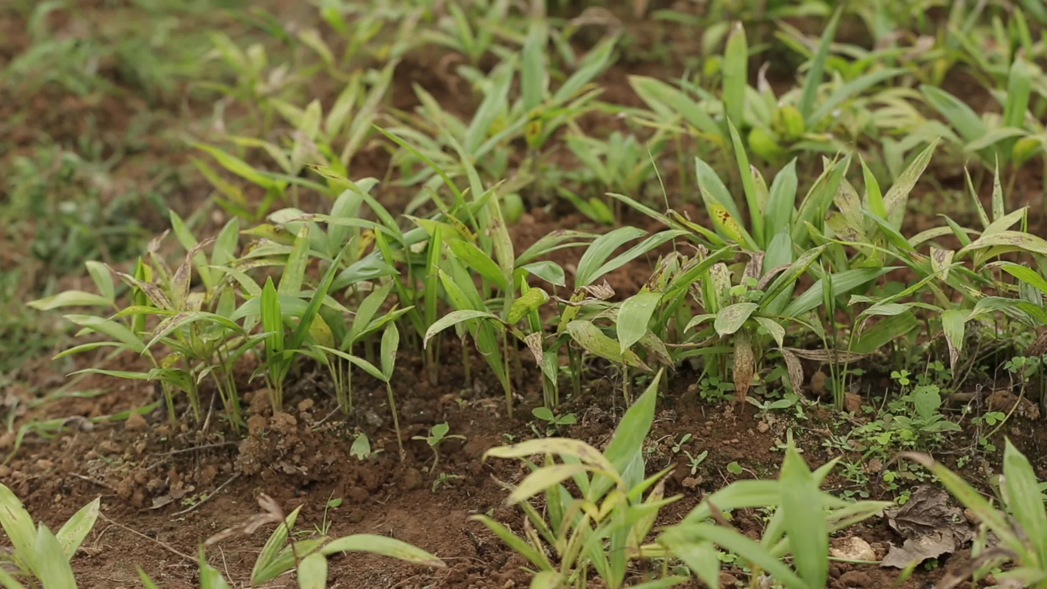 农田秧苗春季耕种视频的预览图