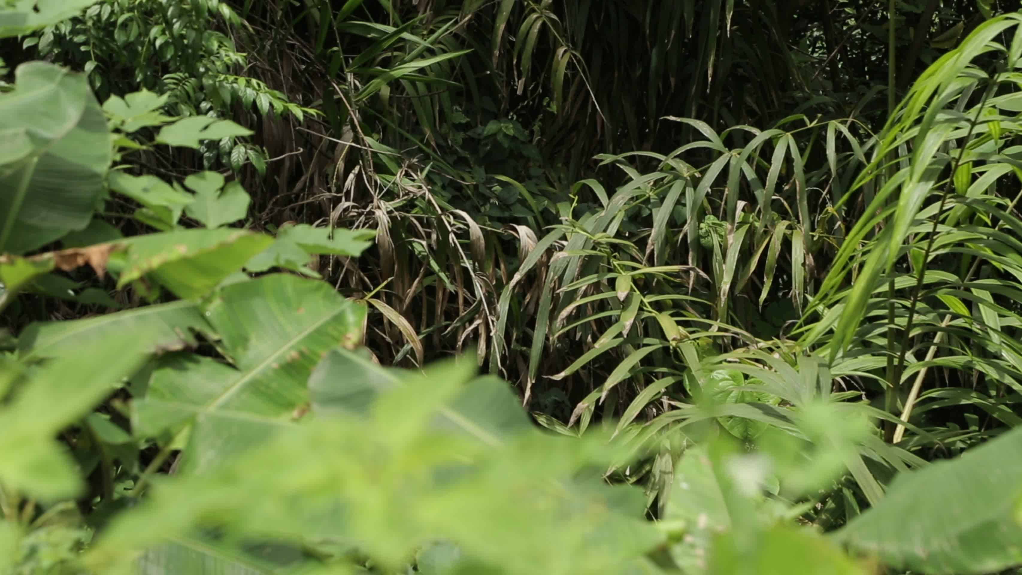 藤蔓植物危险针刺森林视频的预览图