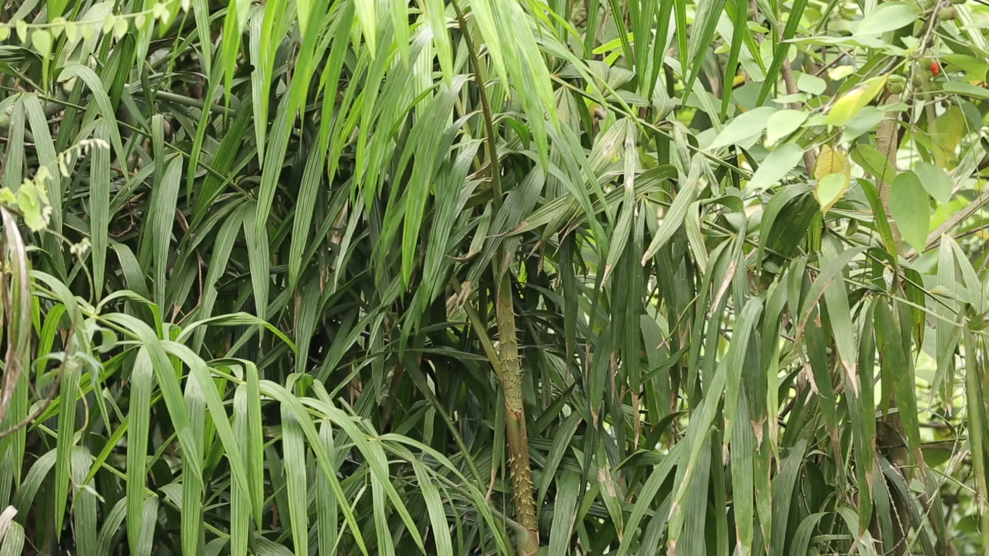 藤蔓植物危险针刺森林视频的预览图