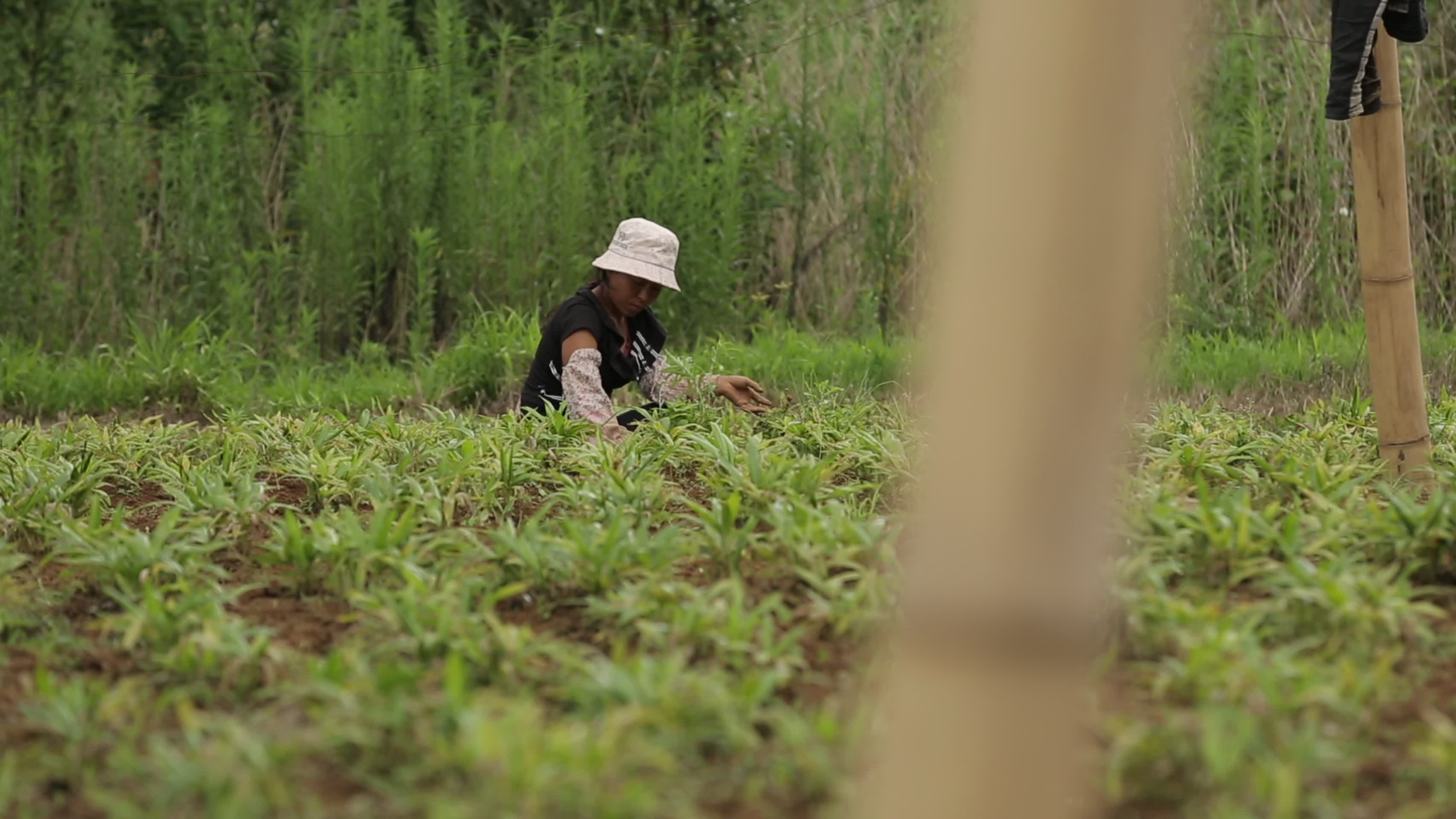春季农民在田地劳作视频的预览图