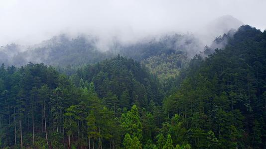云雾缭绕的高山森林视频的预览图