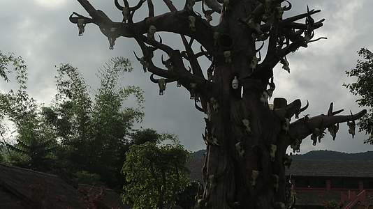翁丁原始部落枯树牛头骨图腾视频的预览图
