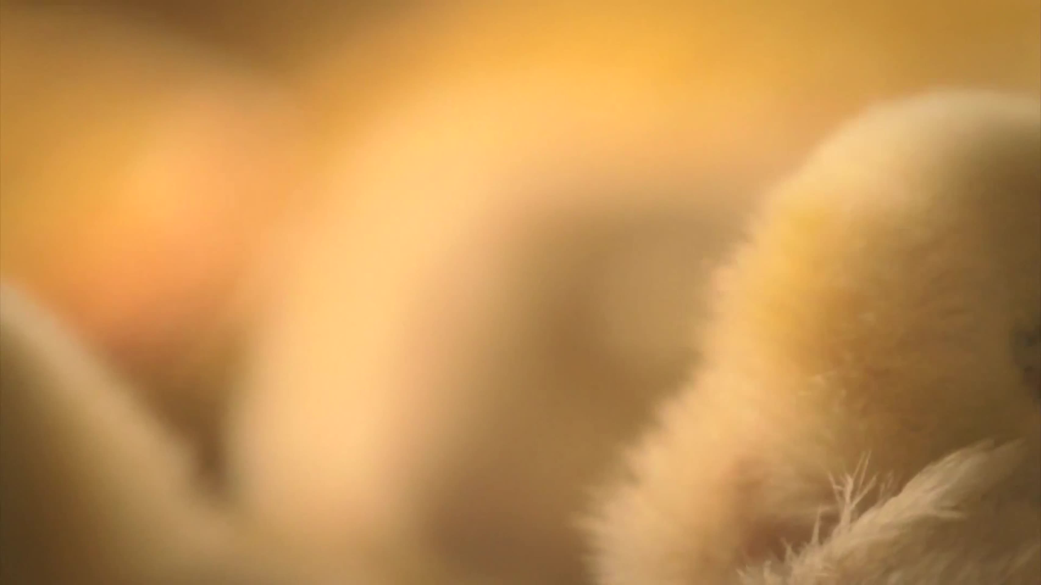 养殖场养鸡场实拍高清视频视频的预览图