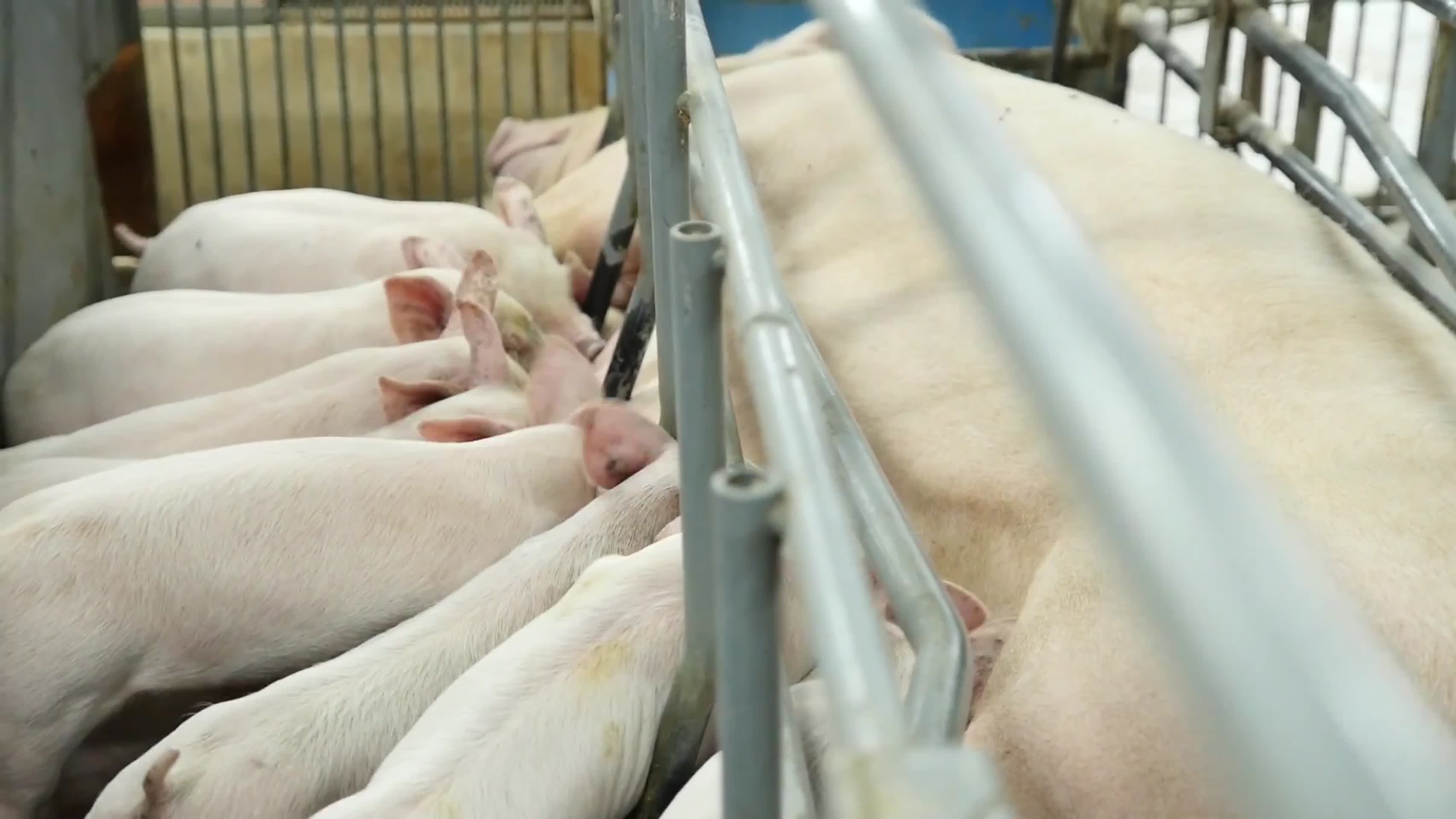 现代科技养殖屠宰猪肉包装产业链视频视频的预览图