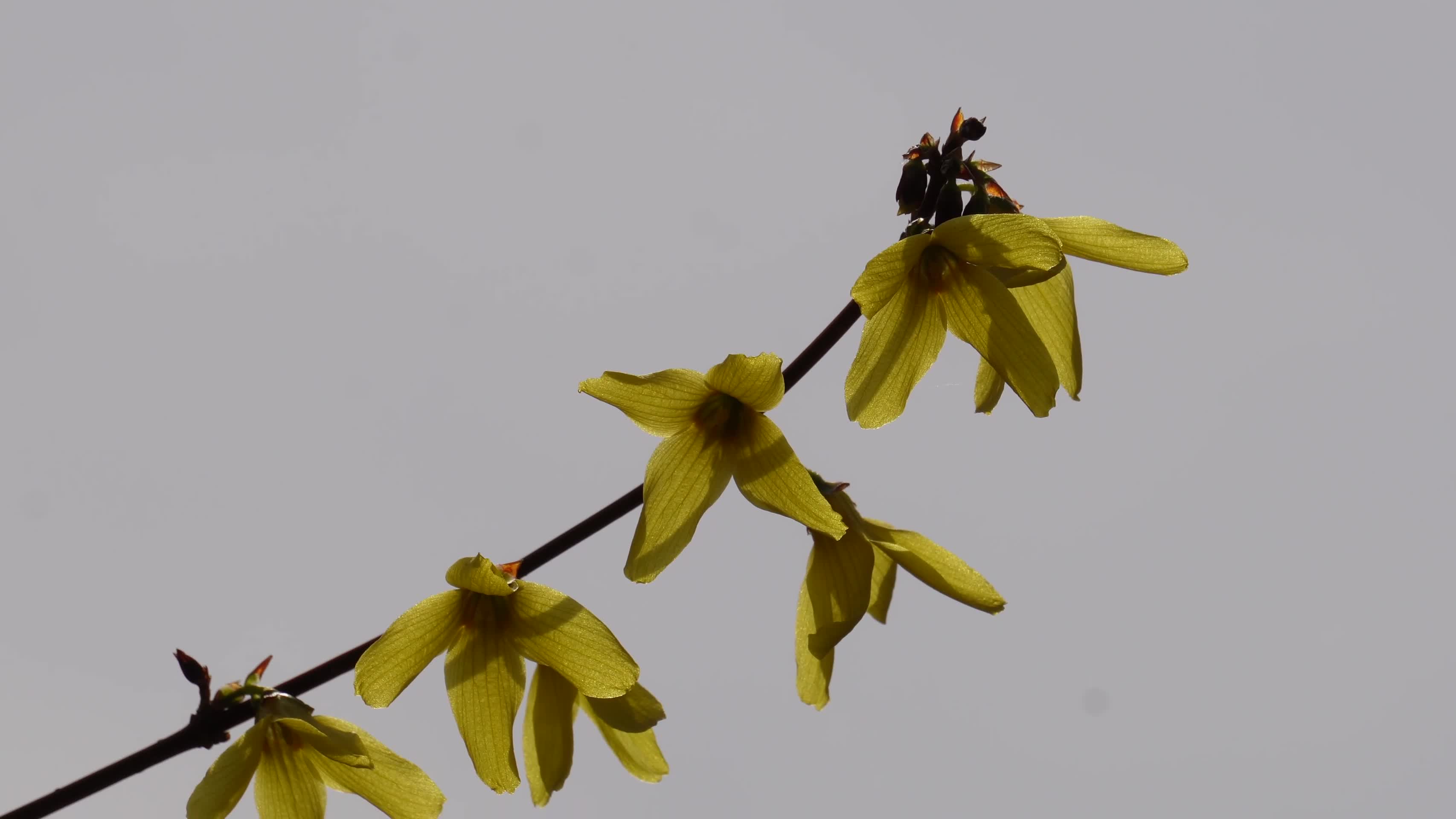 镜头合集特写迎春花连翘报春花黄色花朵视频的预览图