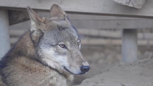 镜头合集特写动物园里的野狼狼性视频的预览图