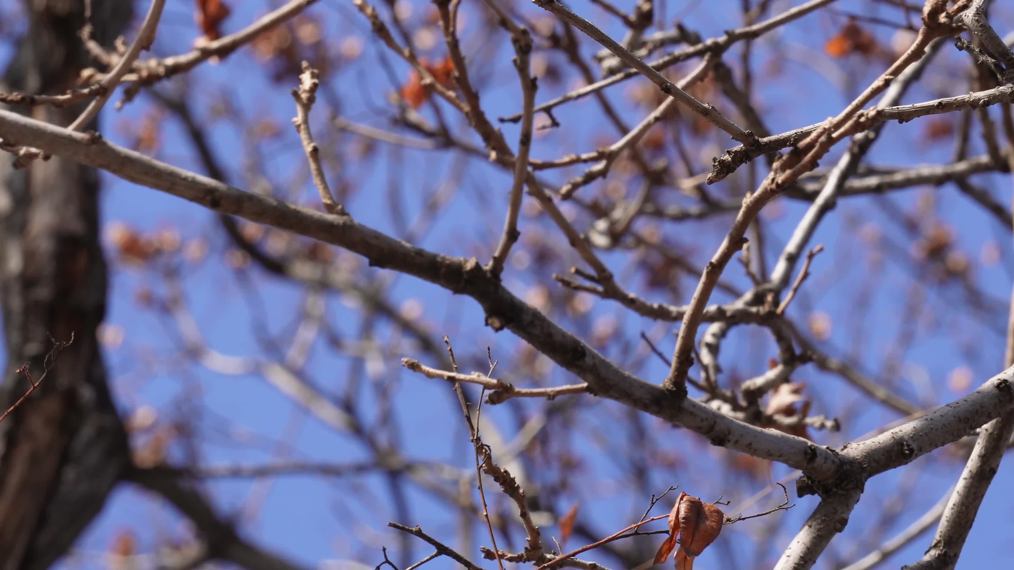 镜头合集秋冬落叶树木树枝视频的预览图