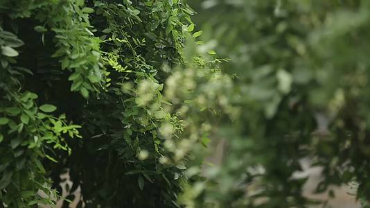 镜头合集下雨植物叶子滴水绿叶天空视频的预览图