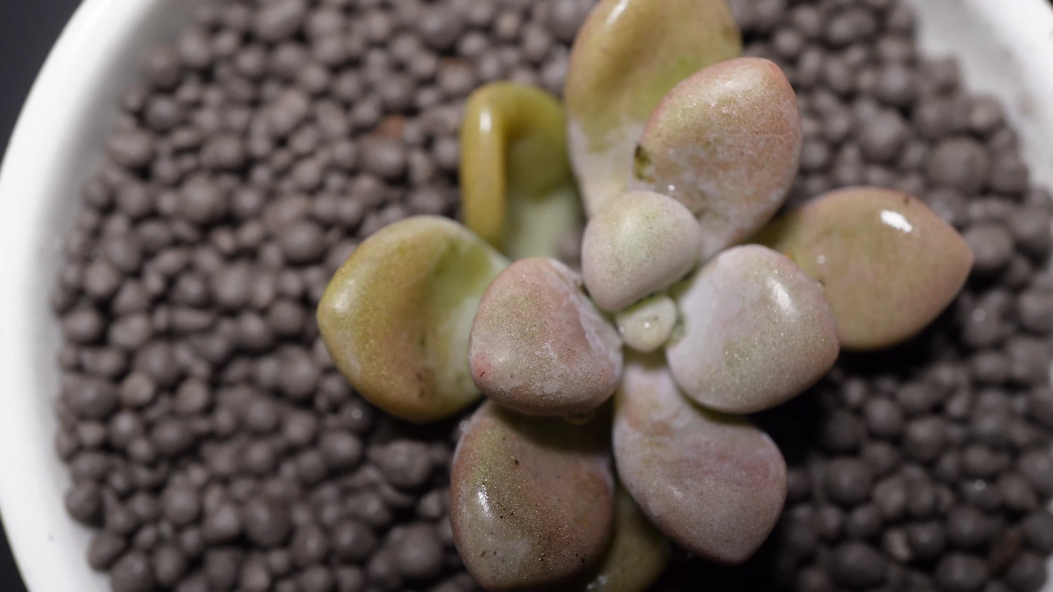 艾伦多肉植物盆栽绿植视频的预览图