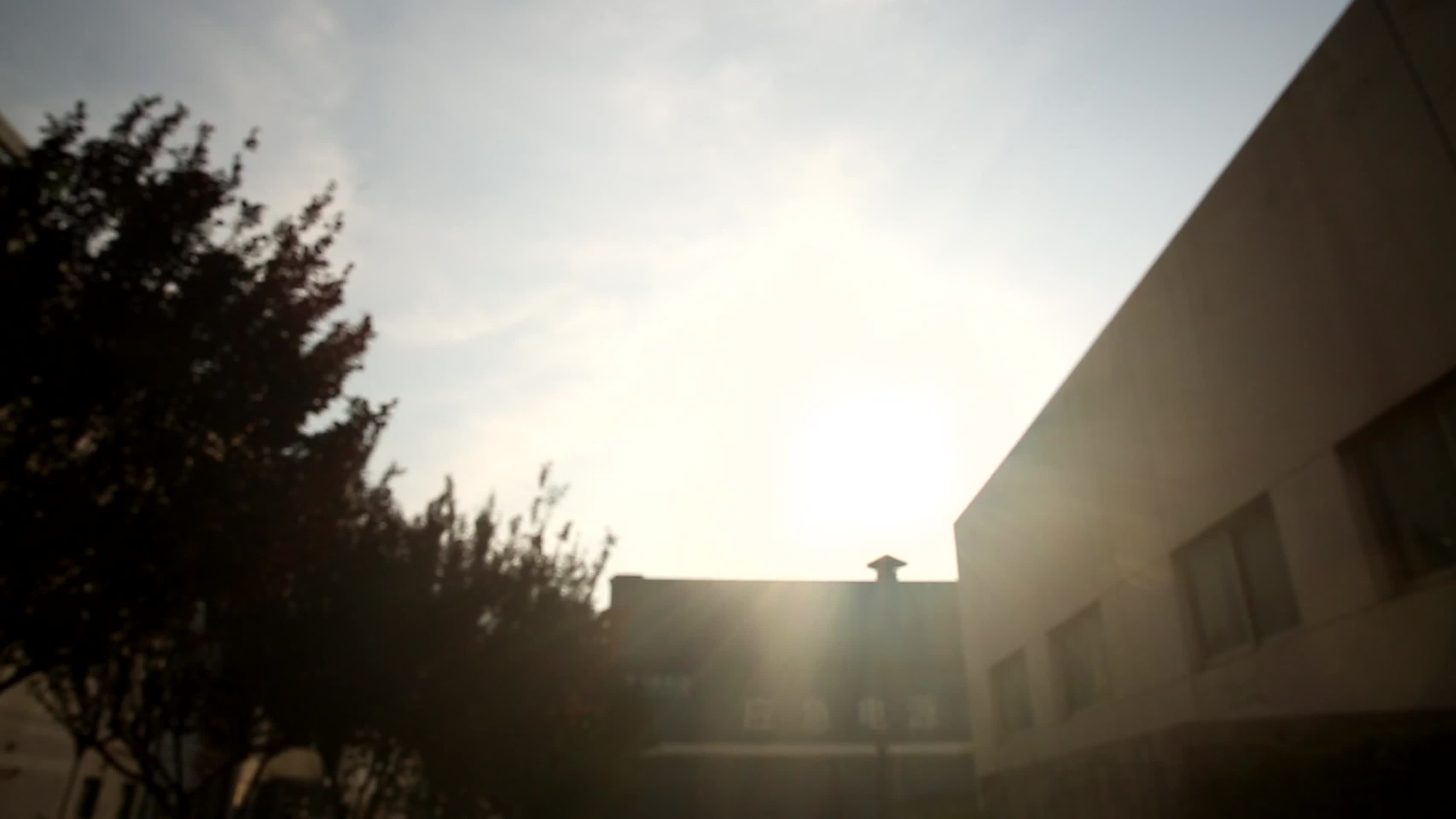 镜头合集阳光下的黄蚬子花蛤视频的预览图
