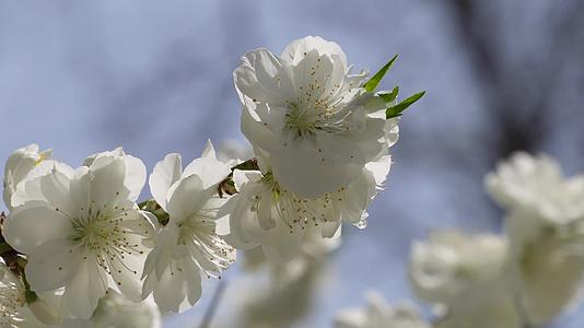 镜头合集植物开花鲜花白色桃花花朵花蕊视频的预览图