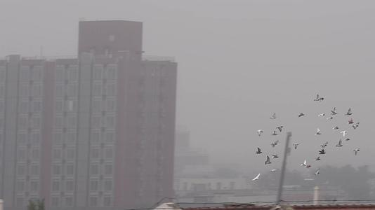 镜头合集阴天城市上空鸽子和平鸽视频的预览图