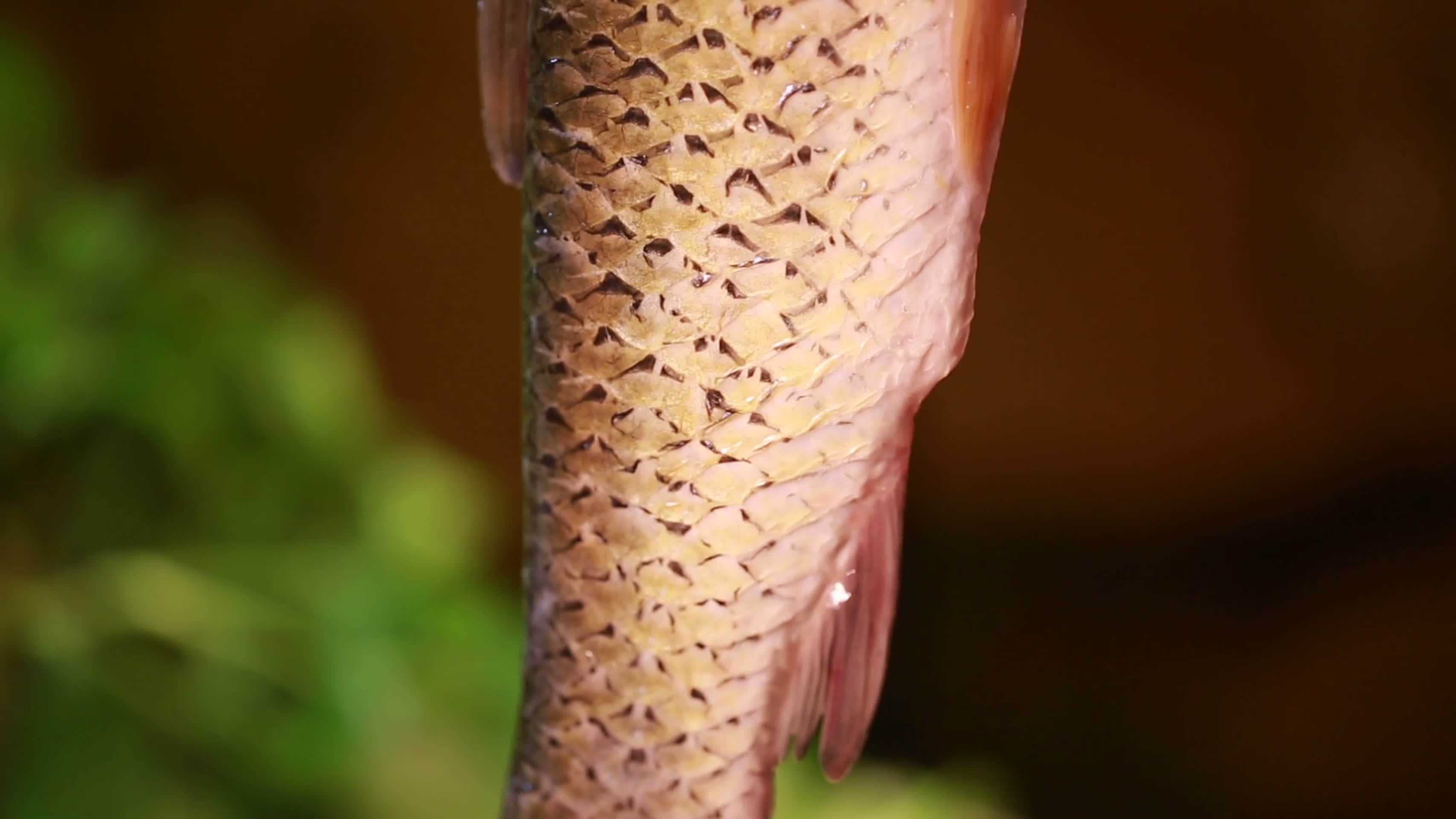 镜头合集鱼肉草鱼河鱼视频的预览图
