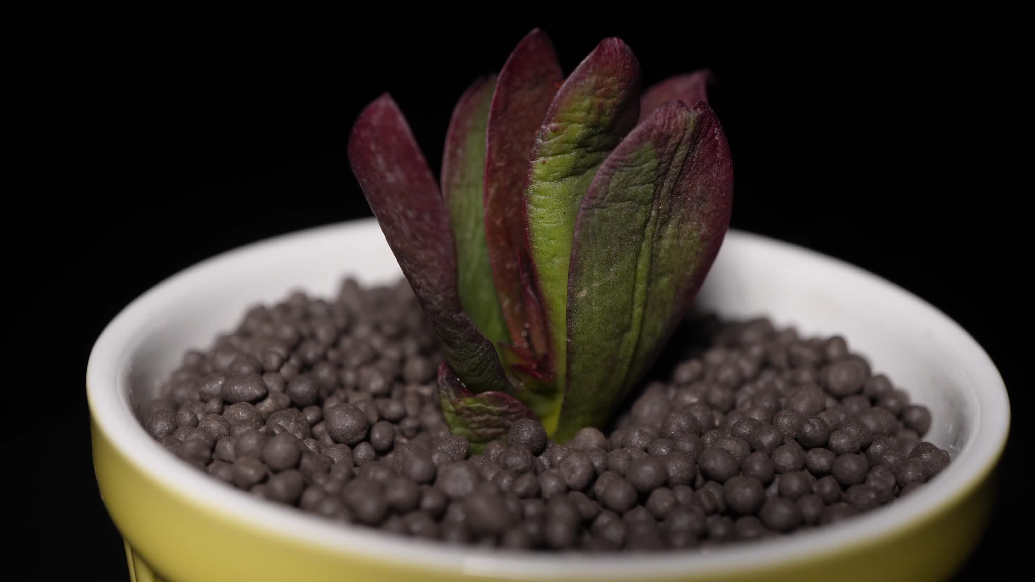 薄叶克拉夫多肉植物盆栽视频的预览图